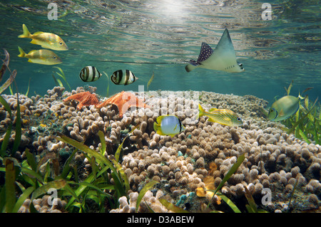 Unterwasser Meerestiere in einem flachen Korallenriff mit tropischen Fischen, Seesternen und ein Adlerrochen, Karibik Stockfoto