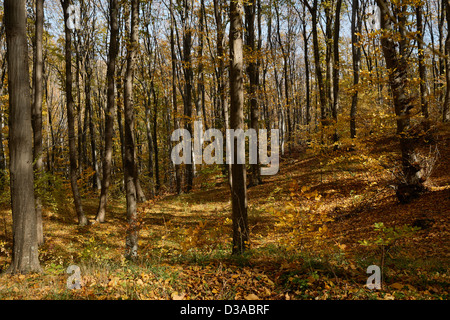 Herbstsaison im Europäischen Buchenwald Stockfoto