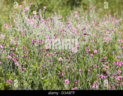 Sommerblumen blühen Feld und einige grüne Gras Stockfoto