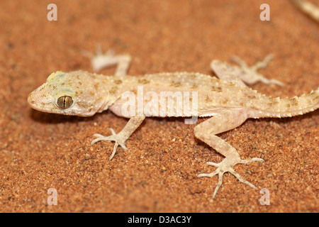 Rau-angebundene Bowfoot Gecko Cyrtopodion scabrum Stockfoto