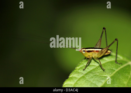 Ein Sri Lanka Bush Cricket fotografiert bei Nacht Stockfoto