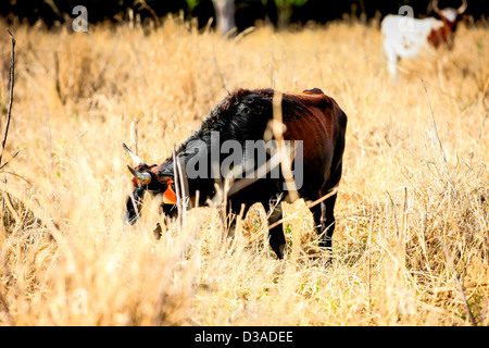 Junge steuert genießen Beweidung in einem Feld lange Grashalme in Florida Stockfoto