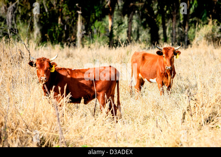 Junge steuert genießen Beweidung in einem Feld lange Grashalme in Florida Stockfoto