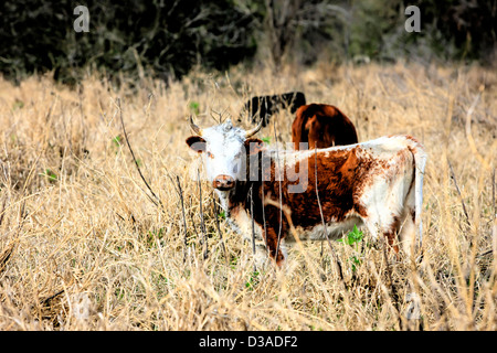 Junge steuert genießen Beweidung in einem Feld lange Grashalme in Florida Stockfoto