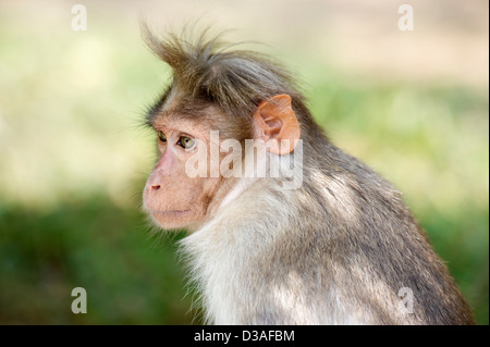 Eine Motorhaube Makaken (Macaca Radiata) in der Periyar Tiger Reserve in der Nähe von Thekkady in den Western Ghats, Kerala, Indien Stockfoto