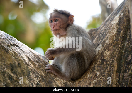 Eine Motorhaube Makaken (Macaca Radiata) in der Periyar Tiger Reserve in der Nähe von Thekkady in den Western Ghats, Kerala, Indien Stockfoto