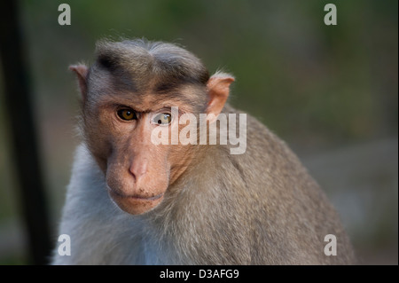 Eine Motorhaube Makaken (Macaca Radiata) in der Periyar Tiger Reserve in der Nähe von Thekkady in den Western Ghats, Kerala, Indien Stockfoto