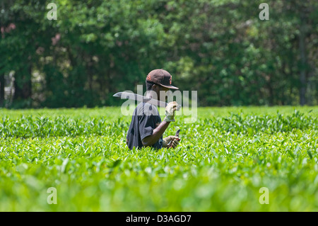 Die Charleston-Tee-Plantage befindet sich auf historische Wadmalaw Island im Herzen der Lowcountry of South Carolina. Stockfoto