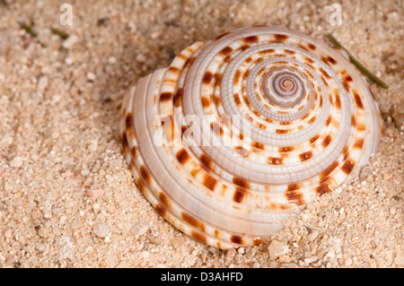 Gibbula Schale mit dramatischen Spiralmuster teilweise vergraben im Sand am Strand. Stockfoto