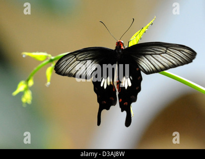 Schwarz-bunten Schwalbenschwanz Schmetterling von Familie Papilionidae, schwarzer Schmetterling, Schwalbenschwanz, Schmetterling, Schmetterlinge, Stockfoto