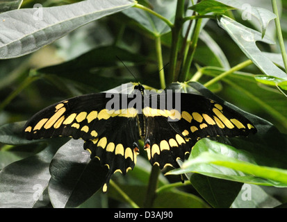 schwarze und gelbe Schwalbenschwanz-Schmetterling, Schwalbenschwanz, Schmetterling, Schmetterlinge, Papilionidae, Schwalbenschwanz mit 550 Arten, Tropica Stockfoto