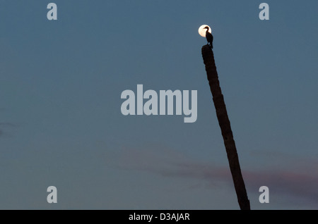 Kormoran sitting on Top of ein toter Baum Silhouette gegen den Mond an einem Abend in San Jose del Cabo, Mexiko. Stockfoto