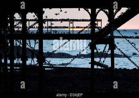 Die jährliche Murmuration der zehn Tausende Stare in Aberystwyth Pier. Der Sturzflug und Versammlung der Vögel in der Dämmerung ist ein atemberaubendes Spektakel, zieht Besucher aus nah und fern. Stockfoto