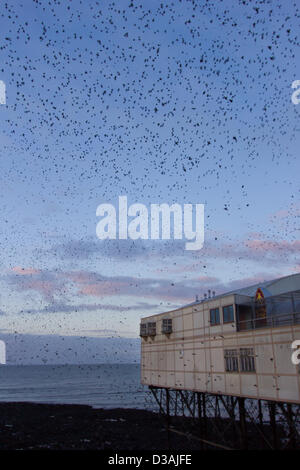 Die jährliche Murmuration der zehntausend Stare in Aberystwyth Pier. Der Sturzflug und Versammlung der Vögel in der Dämmerung ist ein atemberaubendes Spektakel, zieht Besucher aus nah und fern. Stockfoto