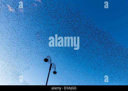 Die jährliche Murmuration der zehntausend Stare in Aberystwyth Pier. Der Sturzflug und Versammlung der Vögel in der Dämmerung ist ein atemberaubendes Spektakel, zieht Besucher aus nah und fern. Stockfoto