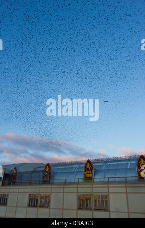 Die jährliche Murmuration der zehntausend Stare in Aberystwyth Pier. Der Sturzflug und Versammlung der Vögel in der Dämmerung ist ein atemberaubendes Spektakel, zieht Besucher aus nah und fern. Stockfoto