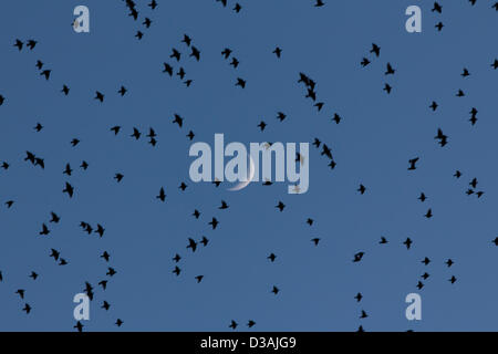 Die jährliche Murmuration der zehntausend Stare in Aberystwyth Pier hat nun ernsthaft begonnen. Der Sturzflug und Versammlung der Vögel in der Dämmerung ist ein atemberaubendes Spektakel, zieht Besucher aus nah und fern. Stockfoto