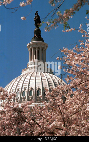 United States Capitol rosa Kirschblüten Frühling Washington DC, USA, Kapitol, US Capitol, Kuppel des Kapitols, Frühling, Sommer, Stockfoto