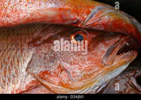 Red Snapper Fischmarkt Essen gut schmeckenden Strand Mexiko Stockfoto