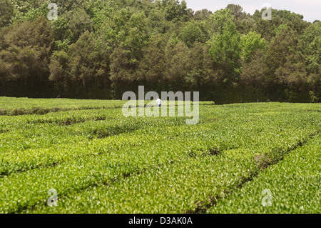 Die Charleston-Tee-Plantage befindet sich auf historische Wadmalaw Island im Herzen der Lowcountry of South Carolina. Stockfoto