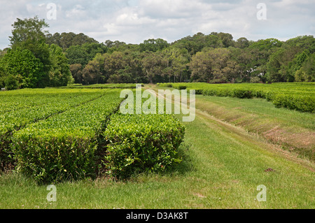 Die Charleston-Tee-Plantage befindet sich auf historische Wadmalaw Island im Herzen der Lowcountry of South Carolina. Stockfoto