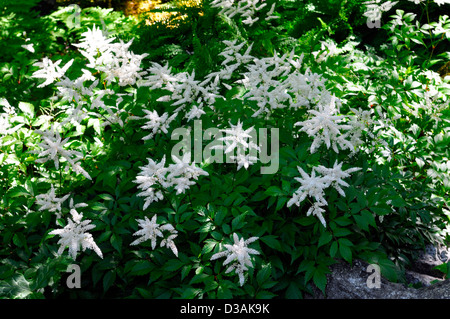 weiße Astilben flauschige gefiederten Stauden Pflanzen Porträts Closeup Sahne weiße Blumen Blüte Blüte Stockfoto