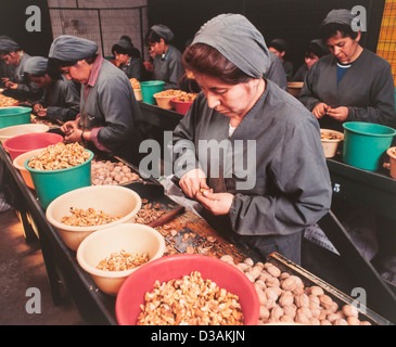 Frauen-Arbeiter in Nuss Aufbereitungsanlage Stockfoto