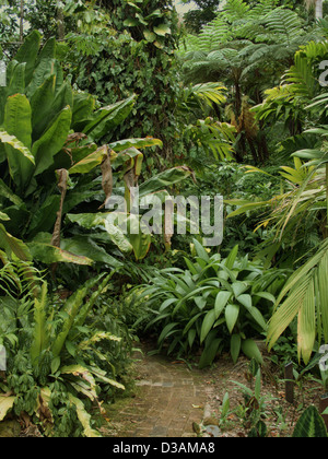 Botanischer Garten in Cairns, Queensland, Australien Stockfoto