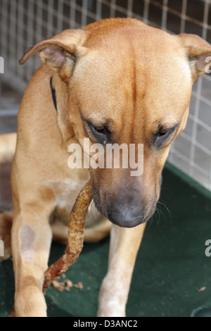 Hund und sein Stick Spielzeug Stockfoto