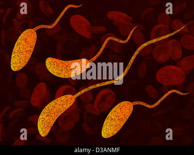 Bakterienzellen im Blut. Ausrichtung der Bakterien ist optimiert, um zum Kreis Bereich beschnitten werden. Stockfoto
