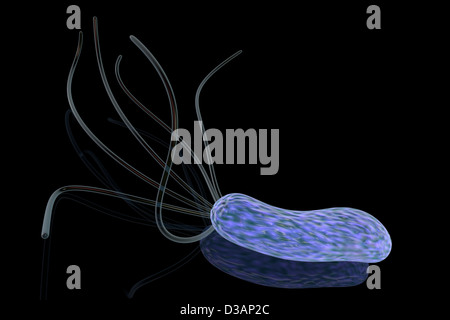 3D gerenderten Bild der Magen Bakterium Helicobacter pylori Stockfoto