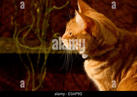 Ingwer-Katze Kopf auf der Seite Profil Stockfoto