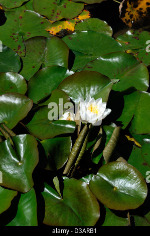 Italienischer Garten Abschnitt Bereich Butchart Gardens Brentwood Bay Victoria British Columbia Kanada Wasser Lilienteich Stockfoto