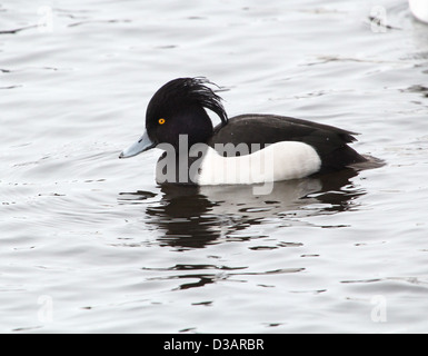 Detaillierte Nahaufnahme von einem männlichen Reiherenten (Aythya Fuligula) in einem See schwimmen Stockfoto