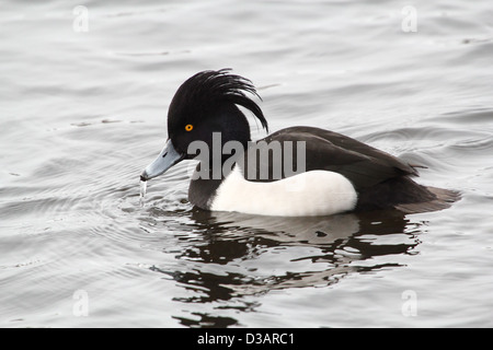 Detaillierte Nahaufnahme von einem männlichen Reiherenten (Aythya Fuligula) in einem See schwimmen Stockfoto