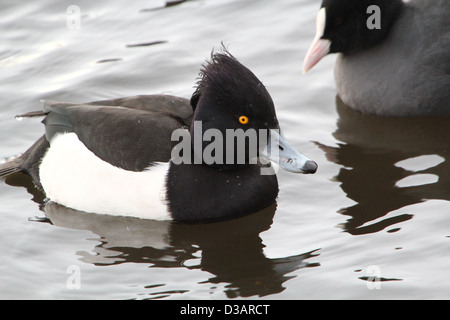 Detaillierte Nahaufnahme von einem männlichen Reiherenten (Aythya Fuligula) in einem See schwimmen Stockfoto