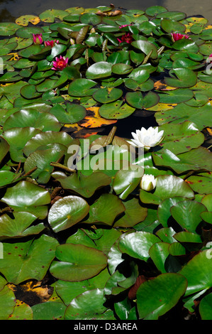 Italienischer Garten Abschnitt Bereich Butchart Gardens Brentwood Bay Victoria British Columbia Kanada Lilie Teich Wasserspiel Stockfoto