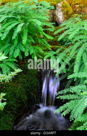 Japanischer Garten Abschnitt Bereich The Butchart Gardens Brentwood Bay Victoria British Columbia Kanada Farne Wasser feature Stockfoto