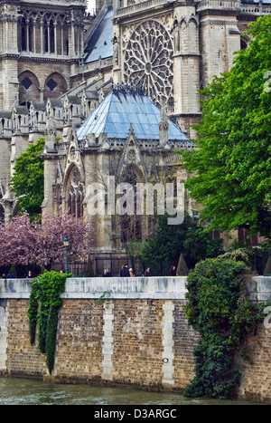 Frankreich Paris Notre Dame gotischen Kathedrale close-up katholische Kirche Seine Flusswasser Bäume Insel Pflanze Blüte Stockfoto