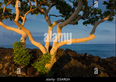 Heliotrop Bäume mit ersten Licht und Meer. Big Island, Hawaii. Stockfoto