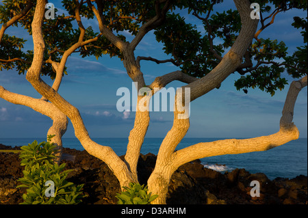 Heliotrop Bäume mit ersten Licht und Meer. Big Island, Hawaii. Stockfoto