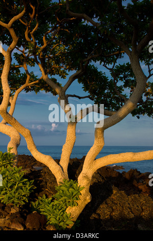 Heliotrop Bäume mit ersten Licht und Meer. Big Island, Hawaii. Stockfoto