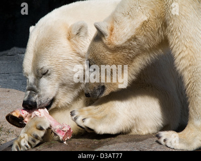 Zwei Eisbären, Ursus maritimus, ein Stück Pferd bein Essen Stockfoto