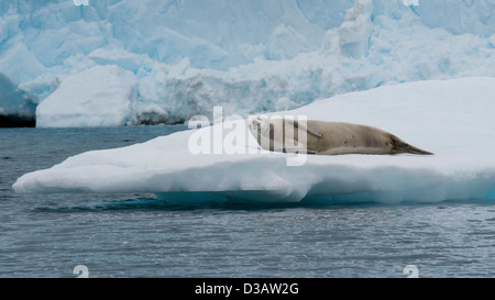 Krabbenfresserrobbe Dichtung, Lobodon Carcinophagus, ruht auf einem Eisberg mit Gletscher im Hintergrund. Antarktische Halbinsel. Stockfoto