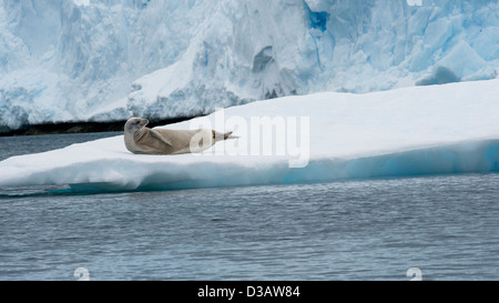 Krabbenfresserrobbe Dichtung, Lobodon Carcinophagus, ruht auf einem Eisberg mit Gletscher im Hintergrund. Antarktische Halbinsel. Stockfoto