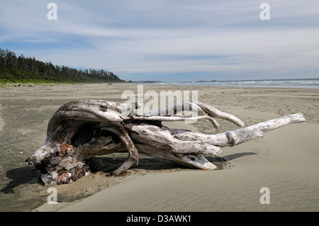 Baum Stump tot Kofferraum bleibt stehend eingebettet in auf sandigen Strand Tofino Vancouver Island Kanada Stockfoto