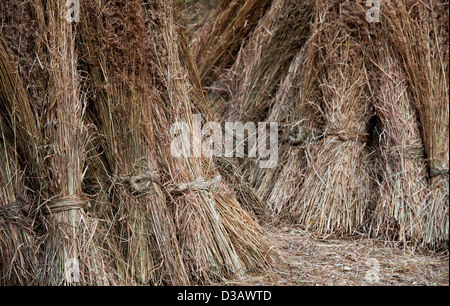 Geernteten Bündel von getrocknetem Gras. Andhra Pradesh, Indien Stockfoto