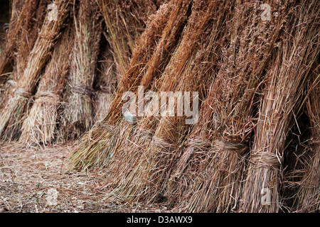 Geernteten Bündel von getrocknetem Gras. Andhra Pradesh, Indien Stockfoto