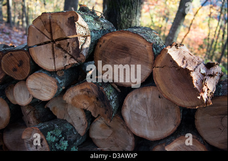 Brennholz gestapelt und bereit auf eine gestochen scharfe und farbenfrohe Herbstmorgen in North Georgia Mountains. (USA) Stockfoto