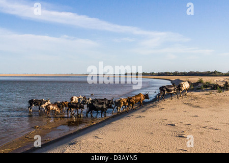 Zebu-Herde Überquerung des Flusses in der Nähe von Morombe im Südwesten Madagaskars. Stockfoto